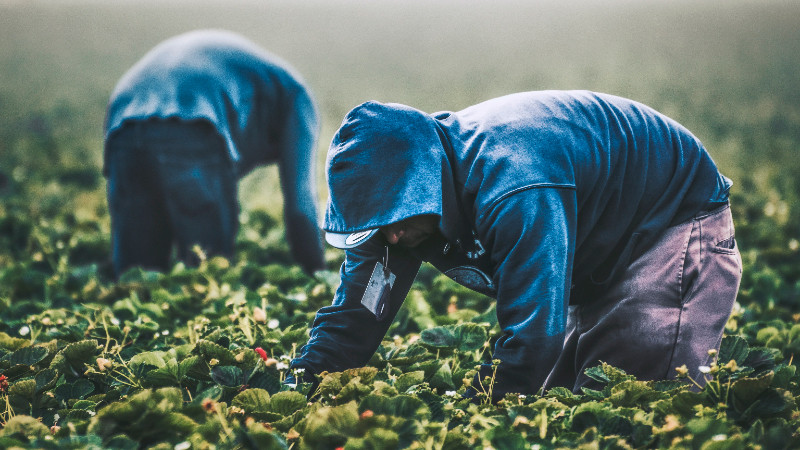 Cerca de 40 mil agricultores mantienen producción de alimentos orgánicos en México 