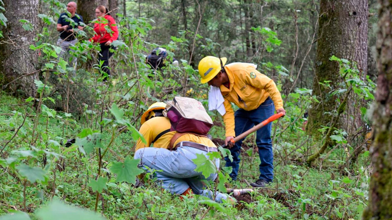 Michoacán alcanza meta histórica con más de 10 millones de árboles plantados en 2025 