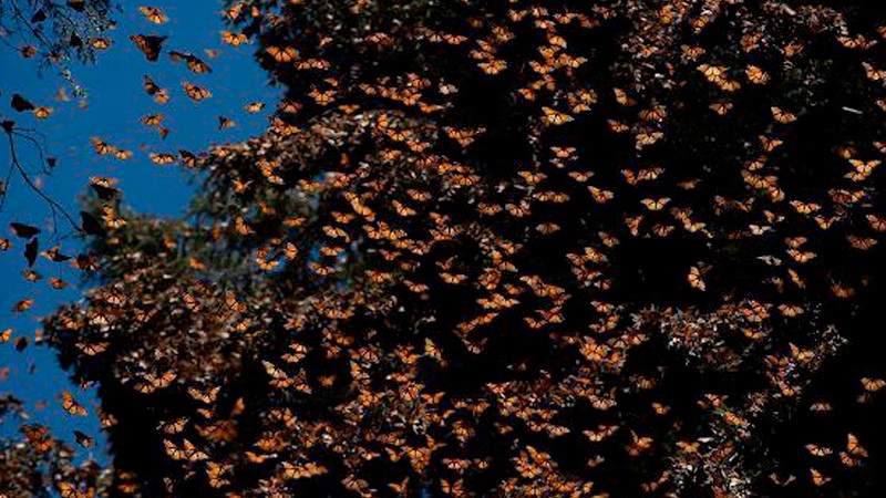 Recibe el 2026 rodeado de naturaleza en los santuarios de la Monarca 