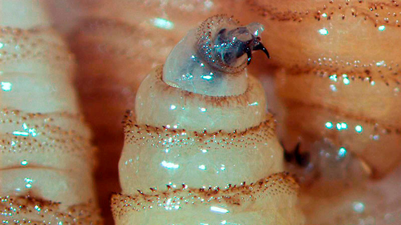 Detectan primer caso de gusano barrenador en el Estado de México 