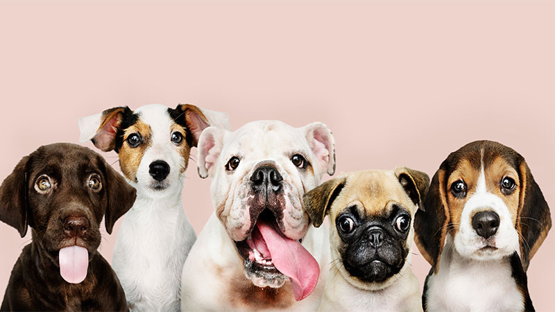 Instalarán módulo cerca del Mercado del Auditorio para frenar la venta ilegal de mascotas este fin de semana en Morelia, Michoacán 