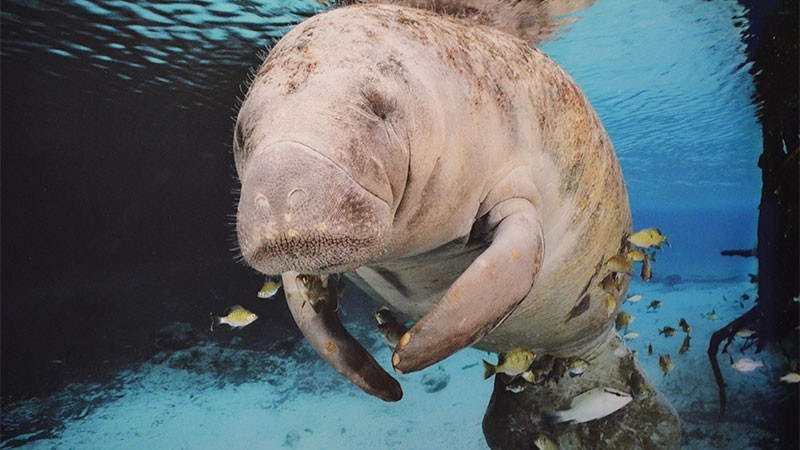 Busca Zoo de Morelia colaborar en proyecto de rescate del manatí, afirma director 