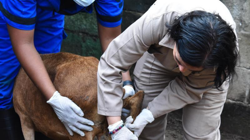 Confirman dos casos de gusano barrenador en Tamaulipas; establecen cerco sanitario 