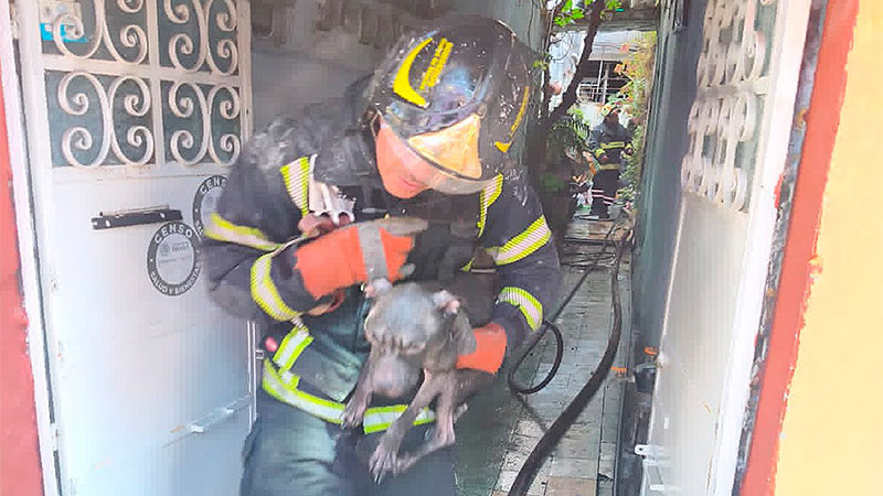 Incendio en la colonia Las Palmas de CDMX, deja dos mujeres lesionadas y 3 caninos rescatados  