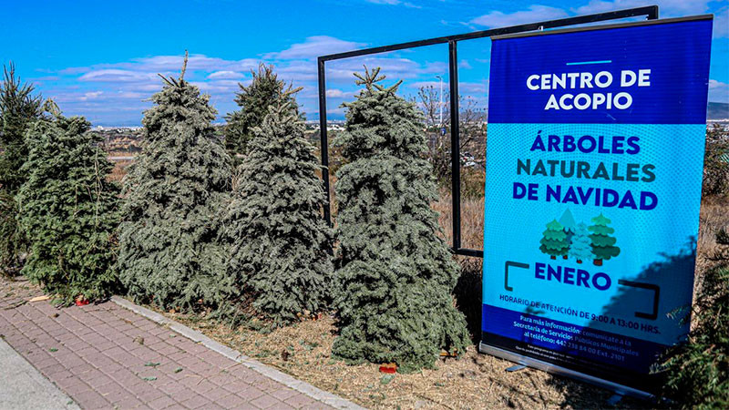 La Secretaría de Servicios Públicos Municipales de El Marqués realizará la campaña de Recolección de Árboles Navideños 2026 del 12 al 21 de enero 