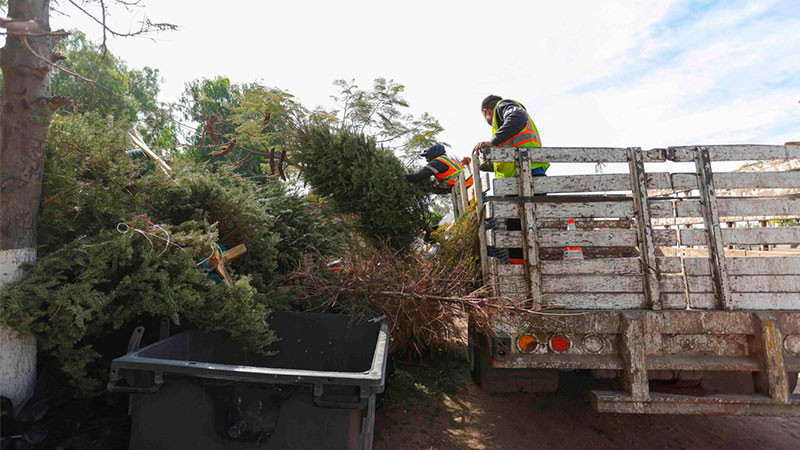 Realizará la Secretaría de Servicios Públicos de Corregidora la recolección de árboles navideños del 12 de enero al 8 de febrero  