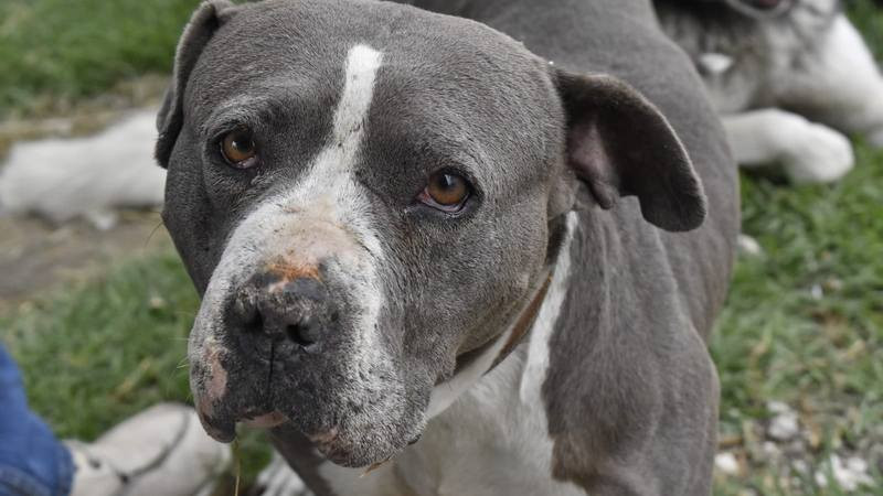 Paseo a su perro termina en tragedia: canino ataca a hombre en la CDMX y termina detenido 