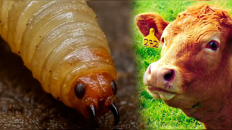 Casos acumulados de gusano barrenador en México aumentan a 118 en una semana 