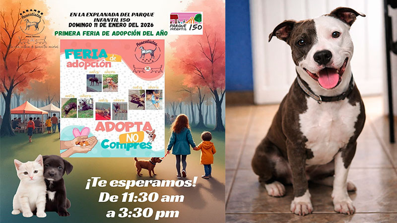Anuncia Rescatistas Independientes su primera feria de adopción 2026 