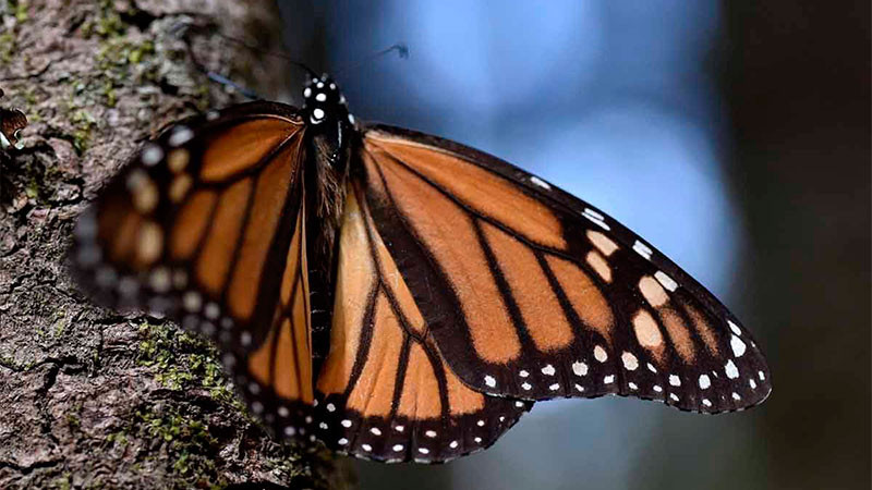 Michoacán celebra 51 años del descubrimiento de los santuarios de la Mariposa Monarca: Sectur 