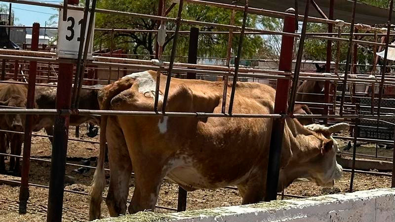Agricultores ven resultados en estrategia nacional contra el gusano barrenador 