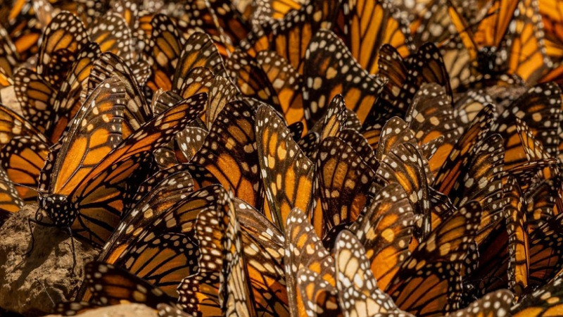 Enero y febrero, los mejores meses para vivir la magia de la Monarca en Michoacán: Sectur 