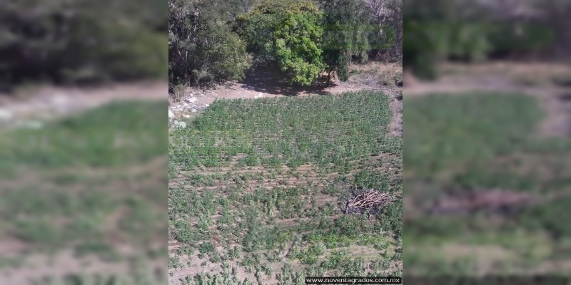 Ejército asegura y destruye plantío de mota en Aguililla, Michoacán - Foto 0 