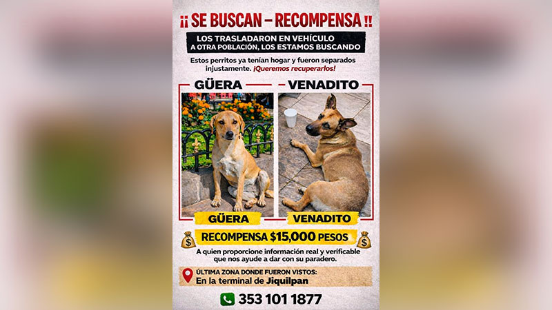 Comerciantes de Jiquilpan ofrecen recompensa para localizar a la Güera y Venadito, perritos comunitarios 