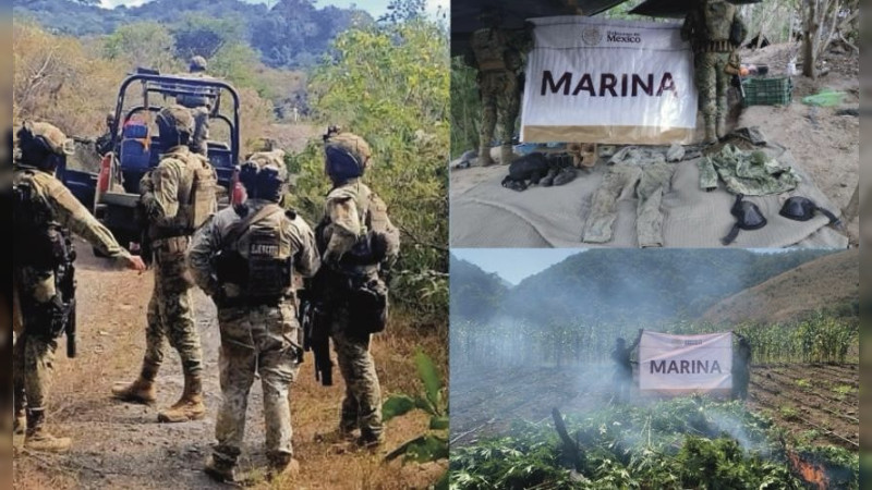 Reacciona Marina a explosión de mina que mató a un hombre en Aquila, Michoacán: Desmantelan campamento y erradican plantíos en la Costa - Sierra  