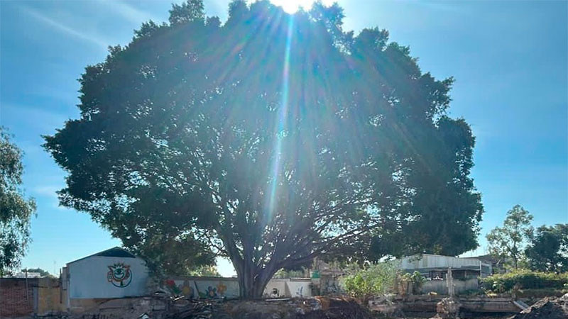 Atiende la Secretaría del Medio Ambiente del municipio de Querétaro una posible afectación a un árbol en la colonia La Teresas 