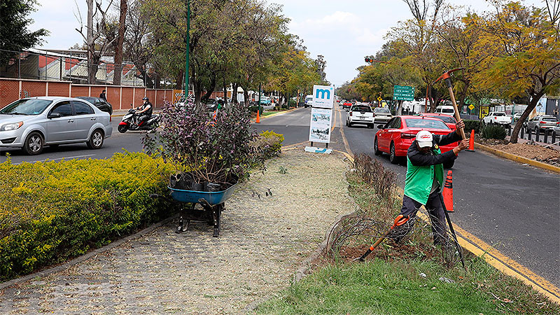 Servicios Públicos municipales embellece la Calzada Juárez en Morelia, Michoacán  