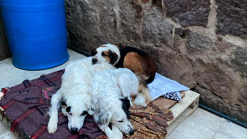 Autoridades michoacanas rescatan más de 80 animales por casos de presunto maltrato en 2025 