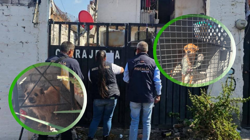 Rescatan a dos caninos en condiciones críticas por presunto maltrato animal en la colonia Independencia, Morelia 