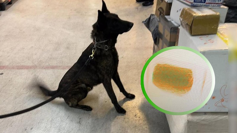 Binomio canino detecta en el AICM sustancias ilícitas procedentes de Hong Kong, ocultas como cosméticos 
