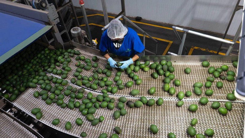 Con Guardián Forestal, suman mil predios denunciados por deforestación en Michoacán: Secma 