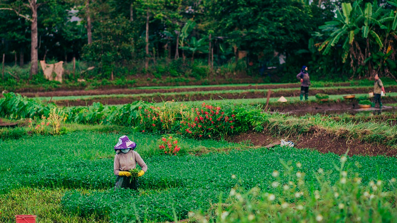 Sheinbaum explica el Plan de Justicia para Jornaleros de San Quintín 