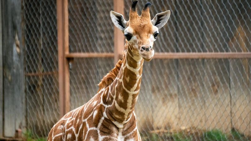 ¡A votar! Abre Zoológico convocatoria para nombrar a su nueva cría de jirafa 