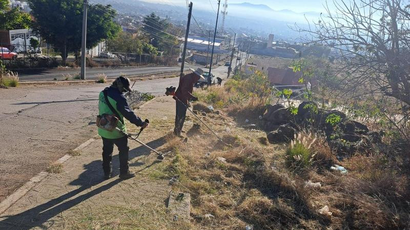 Permanentes, acciones de poda sanitaria en Morelia 