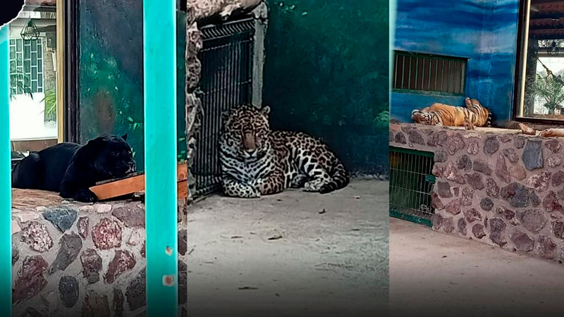 Aseguran armamento y animales exóticos en cateo de la FGEQ en Santa Rosa Jáuregui  