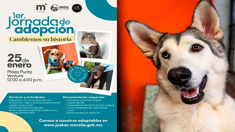 IMPA invita a cambiar una vida con la Primera Jornada de Adopción de lomitos y michis 