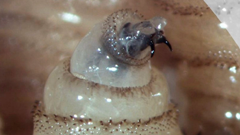 Suben 75% casos de fauna afectada por gusano barrenador en México 