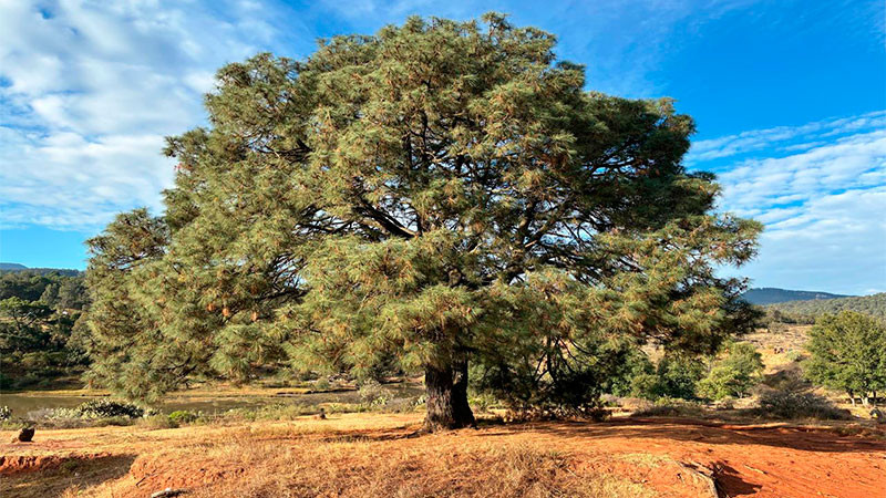 Anuncia el municipio de Querétaro el programa “Entornos que Respiran” para transformar los espacios públicos en entornos seguros y participativos 
