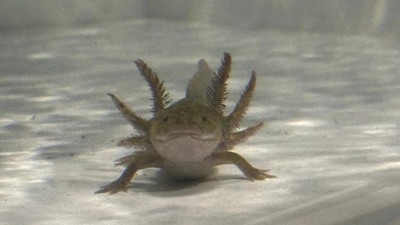 Invita Secretaría de Cultura de Querétaro a celebrar el Día Nacional del Ajolote 