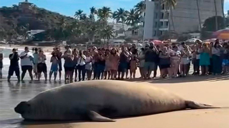 "Panchito", el Elefante Marino que llegó a la playa Los Ayala en Nayarit, para sorprender a visitantes y habitantes 