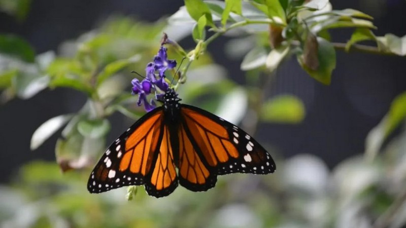 Mariposa monarca en mínimos históricos en Estados Unidos 