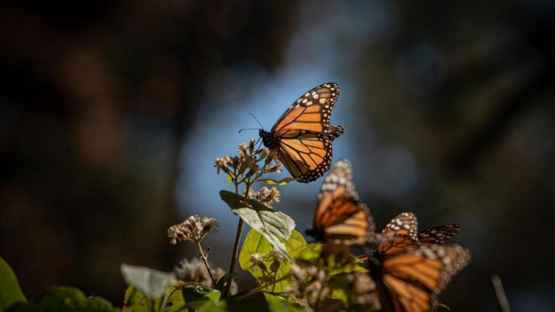 Que no se te pase la temporada! Vive hoy la magia de la Mariposa Monarca: Sectur 