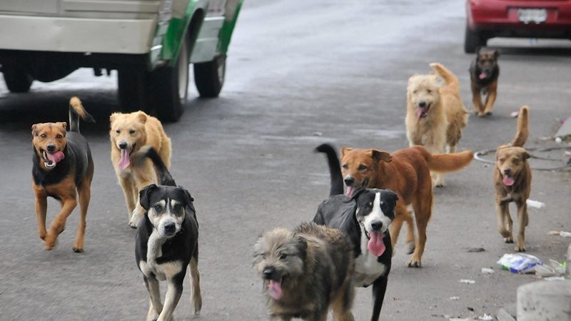 Menor de 10 años es atacado por jauría de perros en la colonia Ricardo Flores Magón de Tlapacoyan, Veracruz 