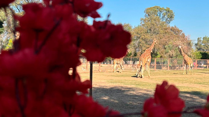 Cásate en el Zoo de Morelia con jirafas como testigos 