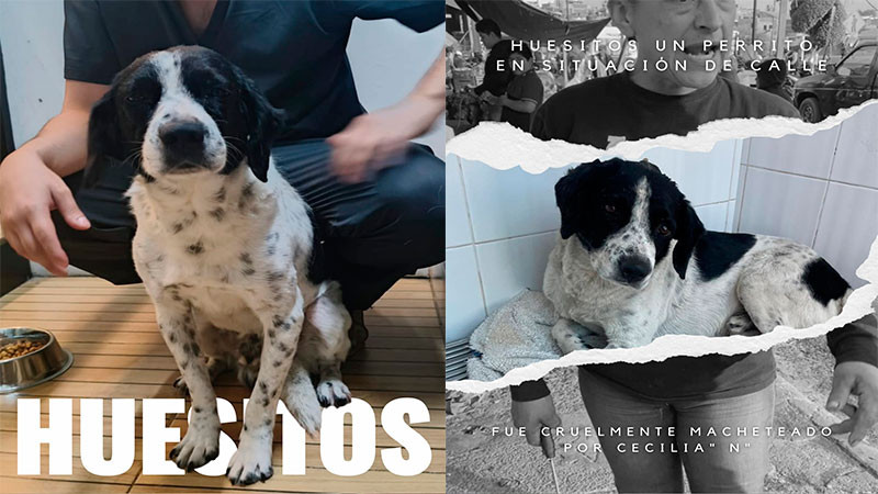 Caso Huesitos entra en su fase decisiva: animalistas exigen justicia por perrito atacado a machetazos 