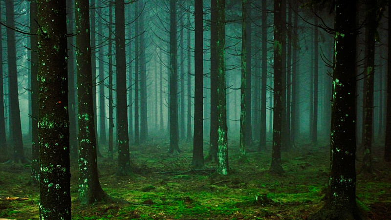 Imputado por delitos contra el ambiente deberá reforestar 46 pinos 