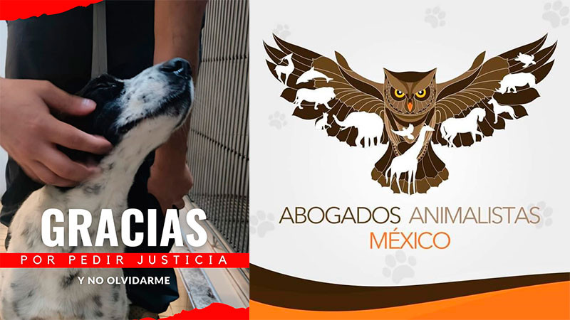 Triunfa Huesitos en los tribunales: justicia declara culpable a su agresora 