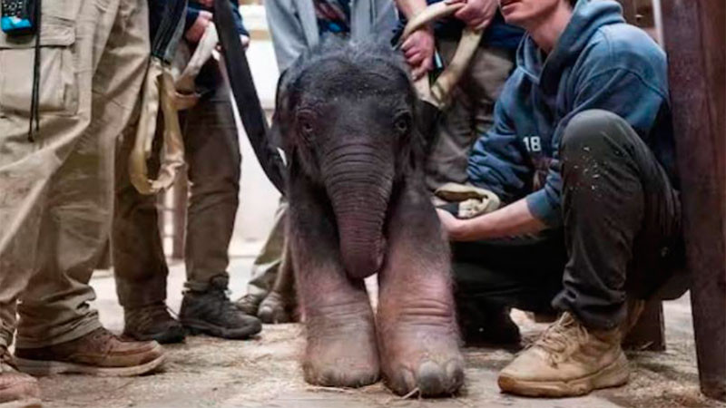Nace una cría hembra de elefante asiático en Zoológico de Washington, tras más de 25 años sin alumbramiento de esta especie  