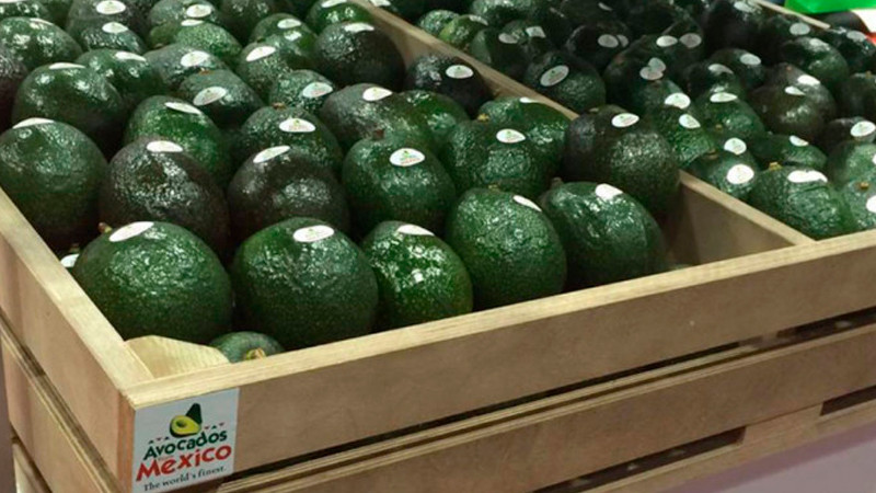 Aumenta 20% exportación de aguacate michoacano a EEUU por fin de semana del Super Bowl 