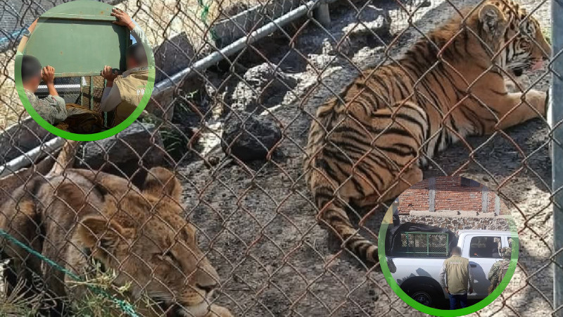 Tras cateo en una vivienda de Jiquilpan, Michoacán, aseguran un león y un tigre de Bengala  