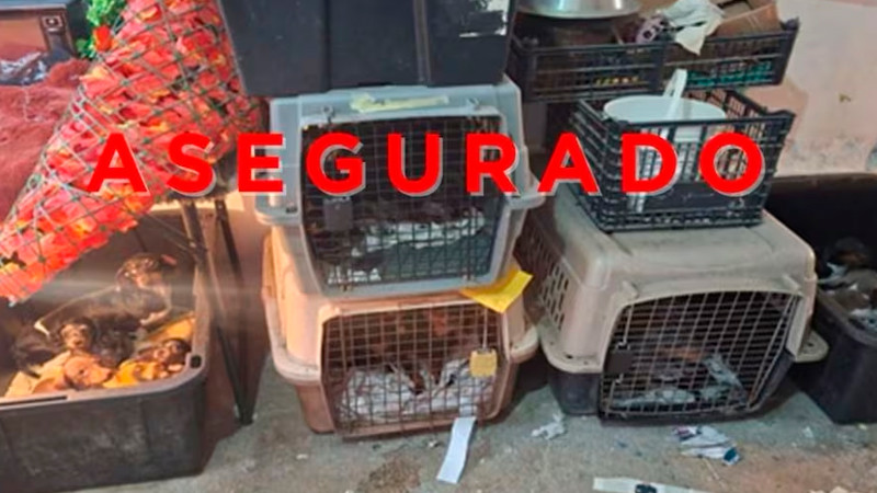 Rescatan 102 animales hacinados en predio de Tultepec; detienen a mujer por maltrato 