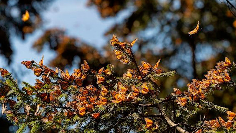 Avanza la integración de la Guía Nacional de Experiencias en Michoacán: Sectur 