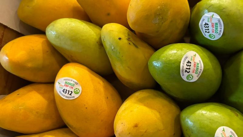 Realizarán foro sobre producción de mango; retos como cambio climático, temas prioritarios 