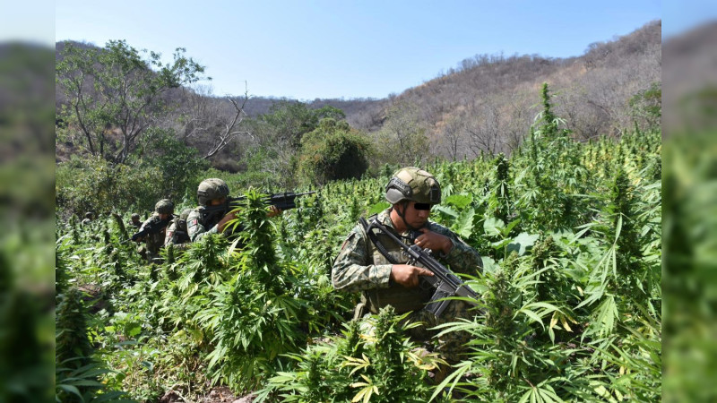 Turicato, Michoacán, bajo presión: Más de 2 toneladas de estupefaciente y cuatro plantíos de más de 5 hectáreas destruidos en una semana 