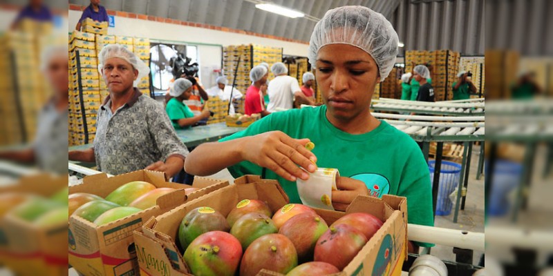 Sin problemas  la exportación de mango a Estados Unidos 