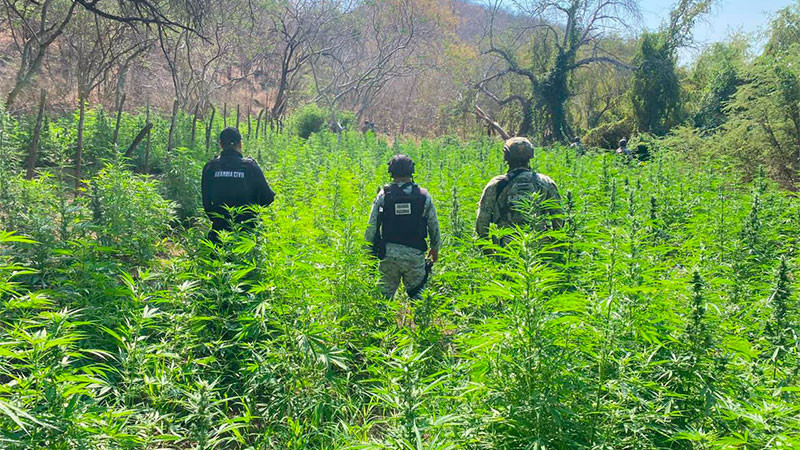 Aseguran y destruyen plantío de hierba verde en Buenavista, Michoacán  